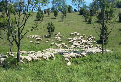 Schafherde im Natura-2000 Gebiet