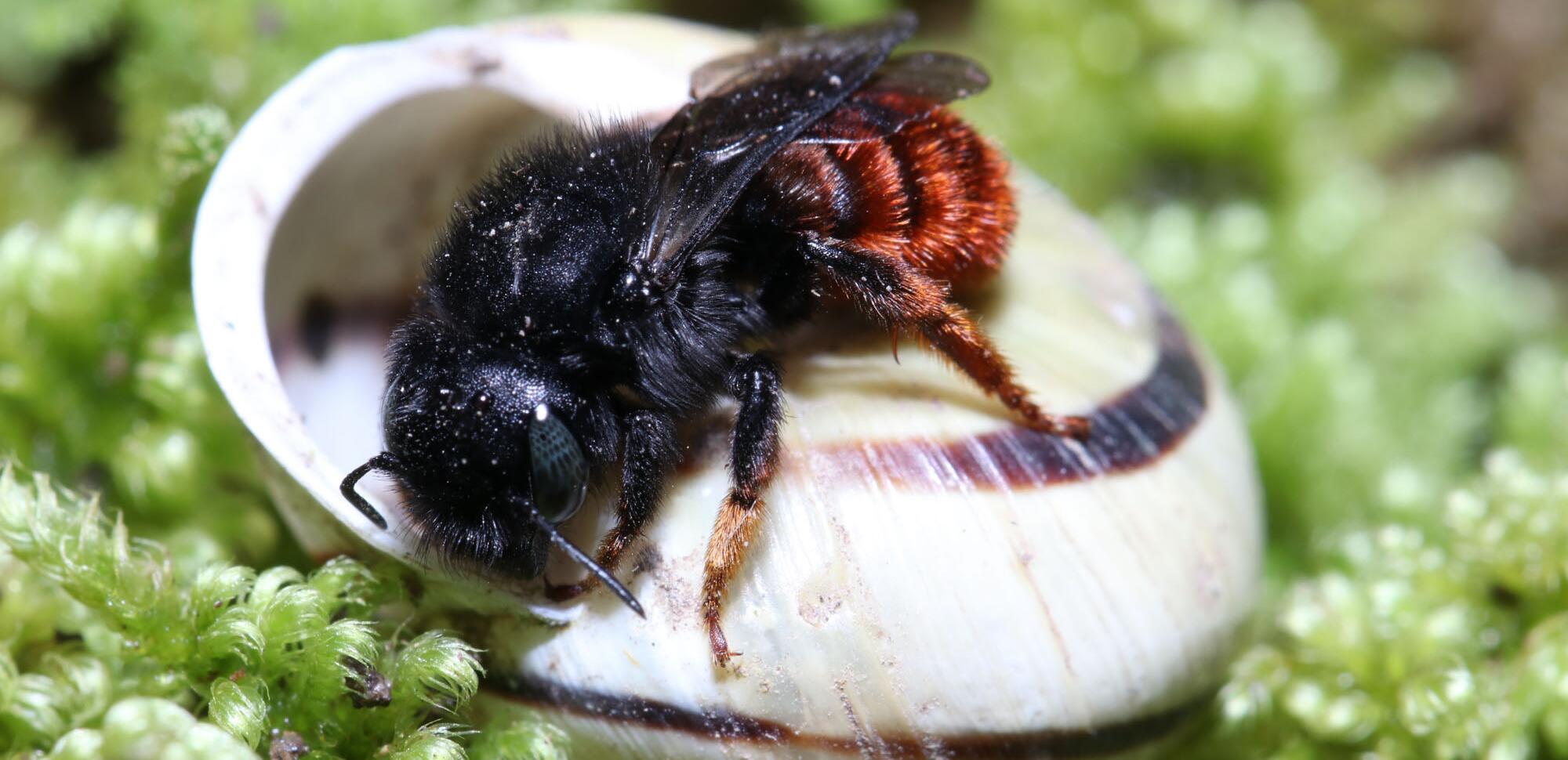 Das Weibchen von Osmia bicolor offeriert, warum die Art auch Zweifarbige Mauerbiene genannt wird.