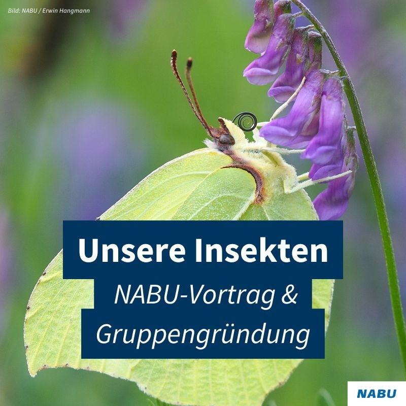 Unsere Insekten