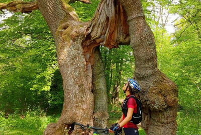 Vom Nationalpark-Rundweg lohnt ein Abstecher zur Betteleiche.