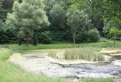 Der Friesenbachweiher