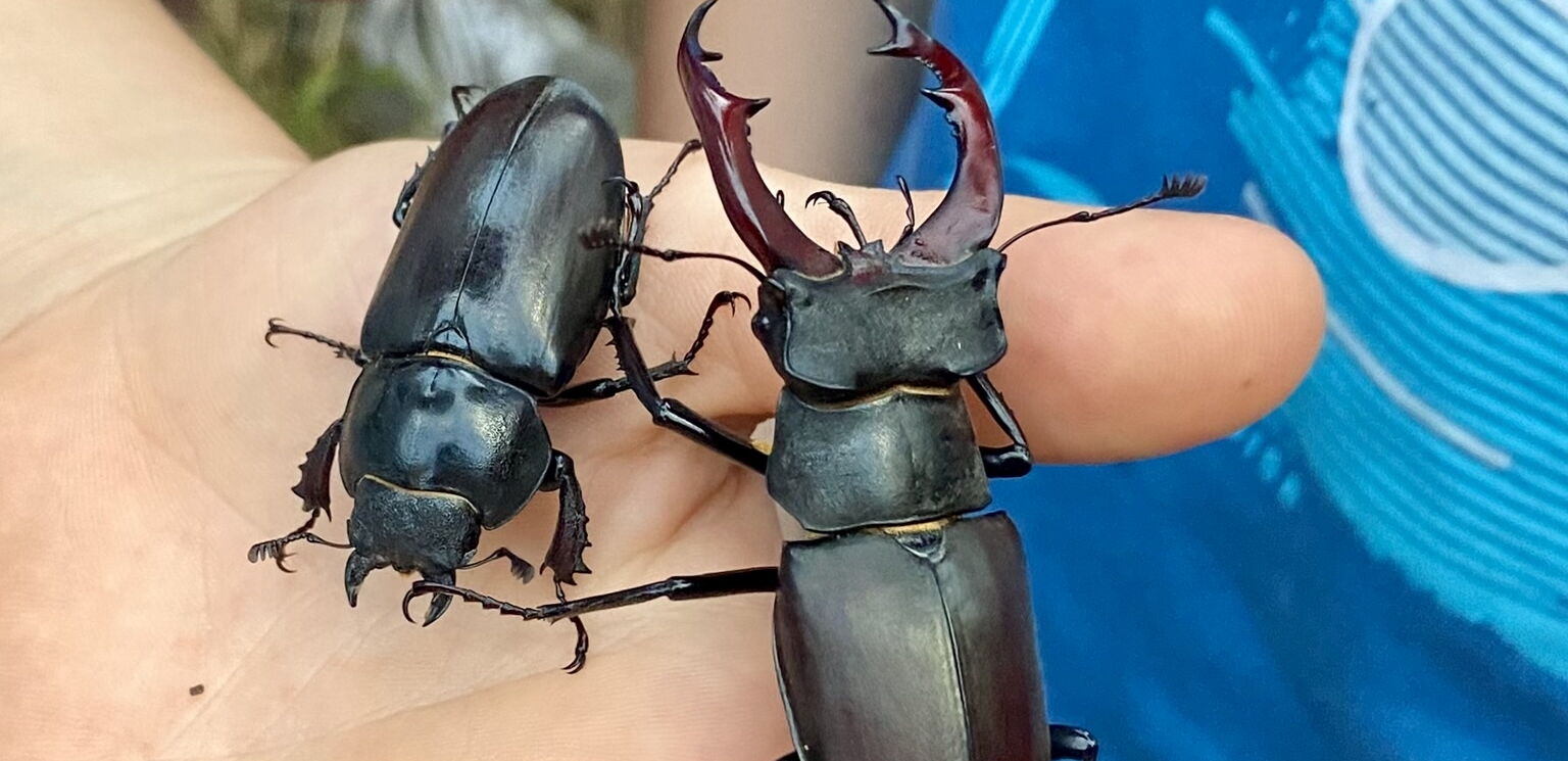 Hirschkäfer Männchen Weibchen