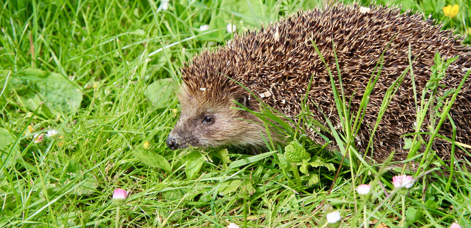 Igel im Gras