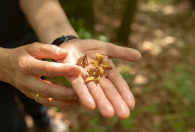 Hand mit Bucheckern
