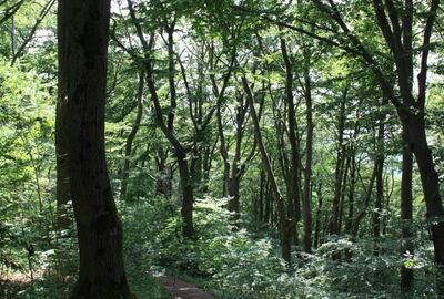 Forstlich nicht genutzter Wald an den Dieteröder Klippen