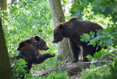Bären im Alternativen Bärenpark Worbis