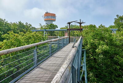 Blick auf den Aussichtsturm auf dem barrierefreien Baumkronenpfad im Nationalpark Hainich.