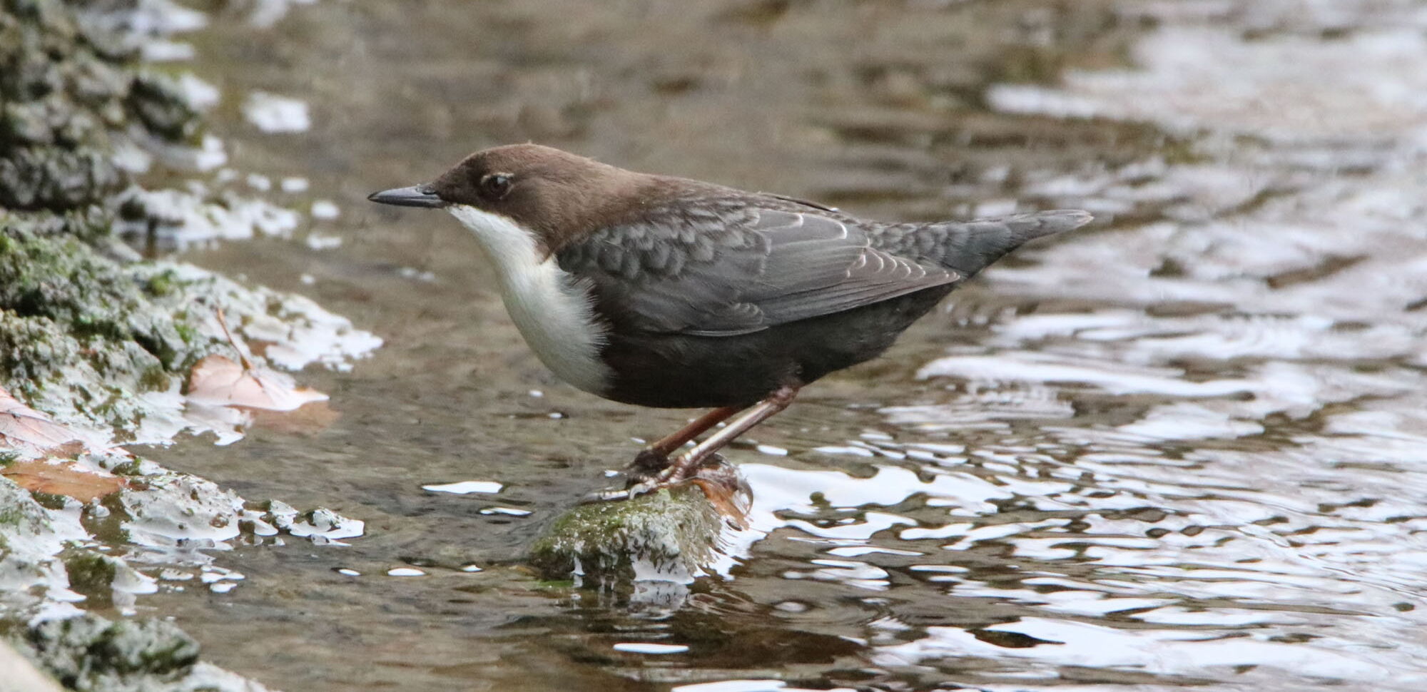Wasseramseln (Cinclus cinclus) sind im Eichsfeld ganzjährig zu beobachten.