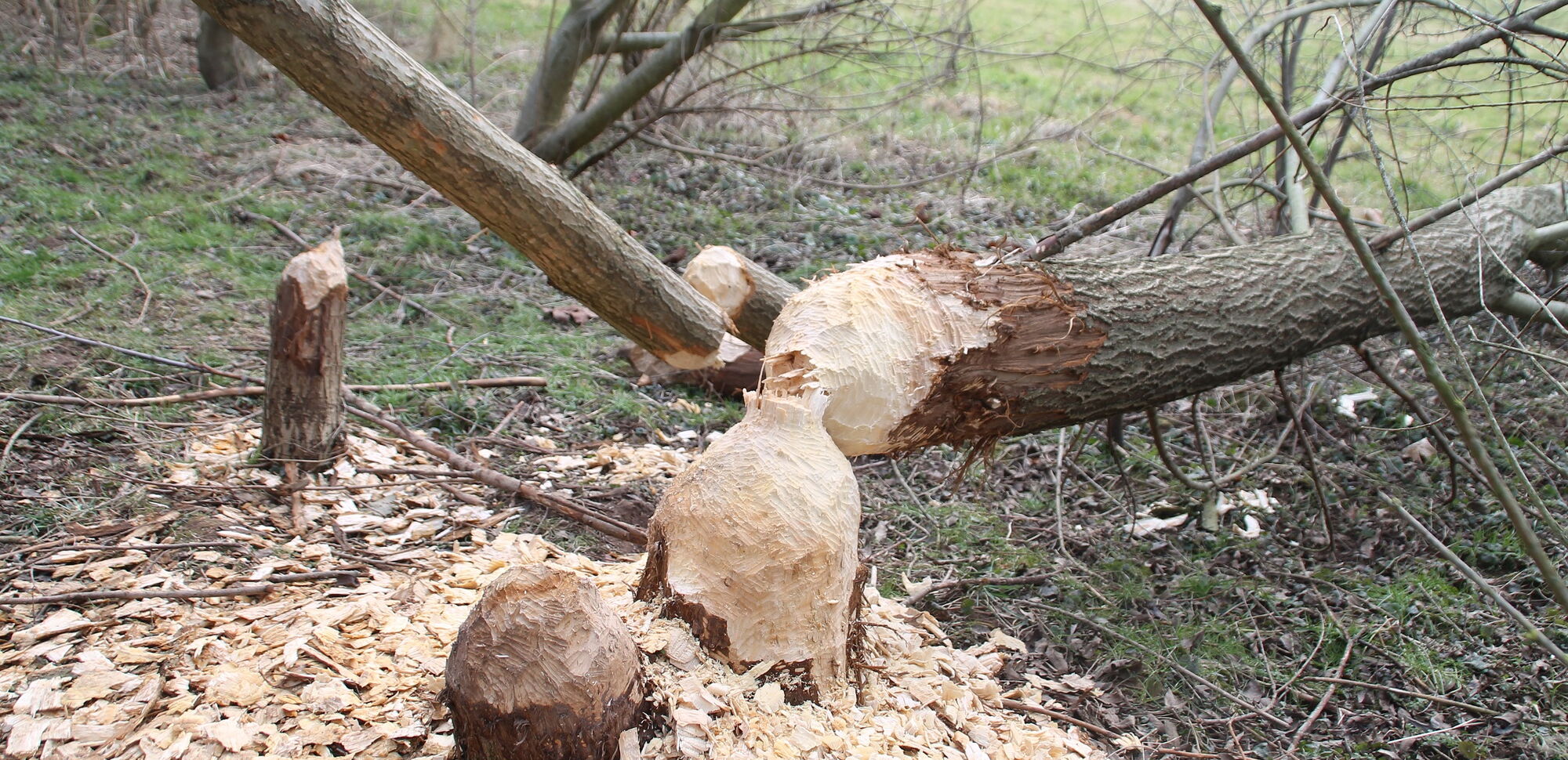 Biberfrassspuren an einem Baum