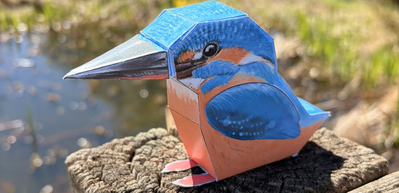 Falttier Eisvogel