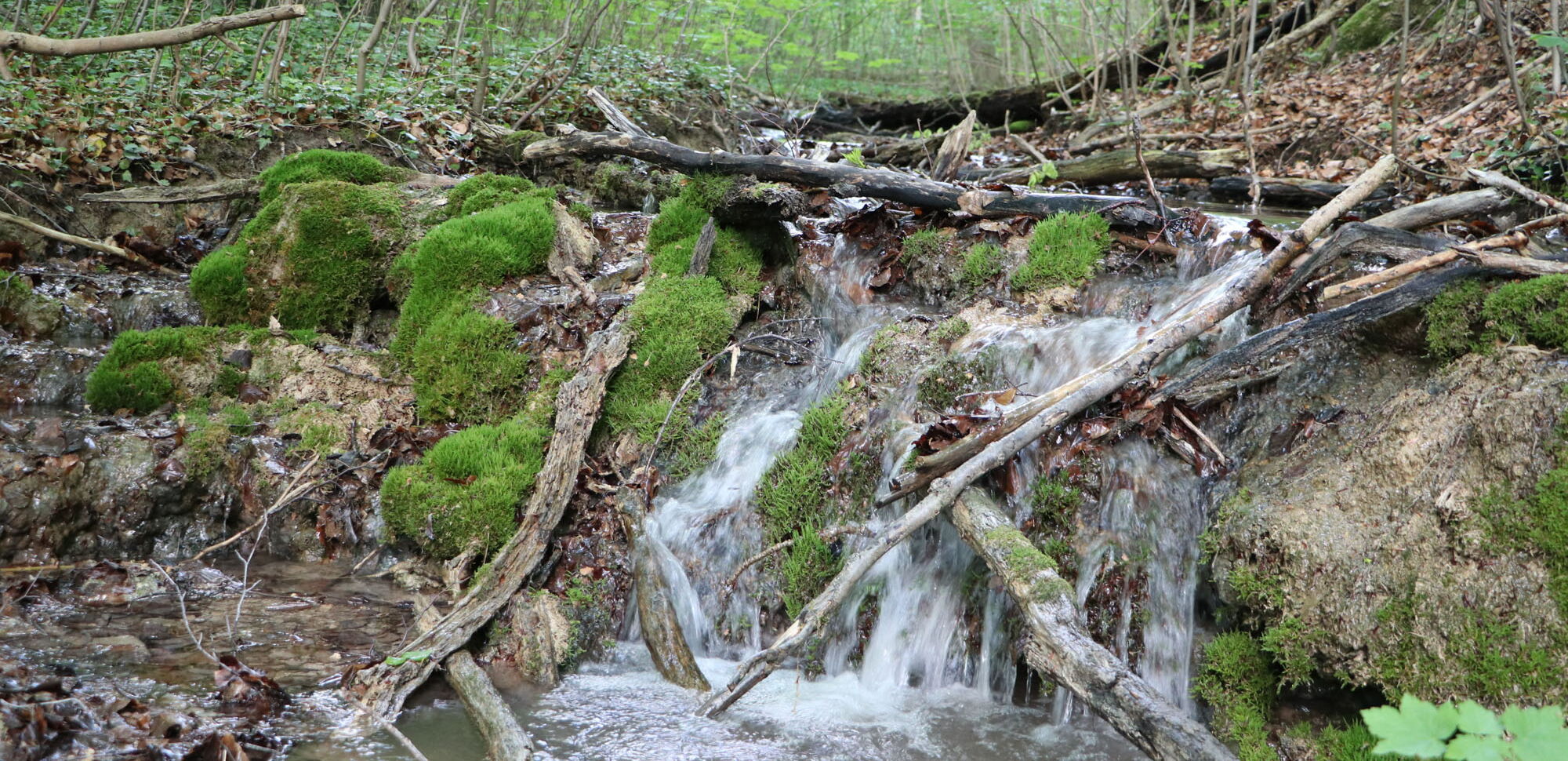 Kalktuffreicher Quellbach im Eichsfeld
