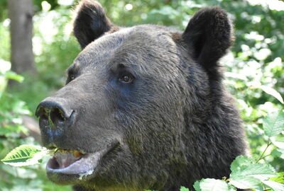 Bär Pedro im Bärenpark Worbis