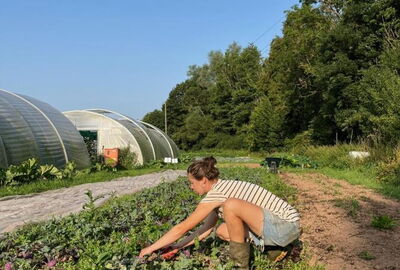 Zu sehen ist ein Feld im Grünen mit vielen Reihen Gemüsepflanzen. Es ist Sommer und eine Frau im Vordergrund erntet. 