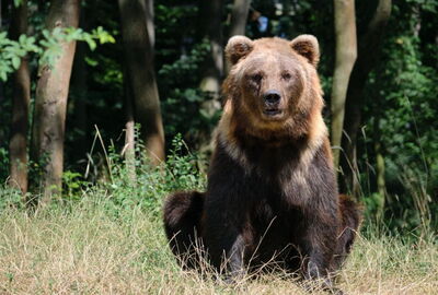 Bär im Bärenpark in Worbis