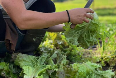 Ein Salatfeld. Eine Frau ist angeschnitten und erntet einen Salatkopf