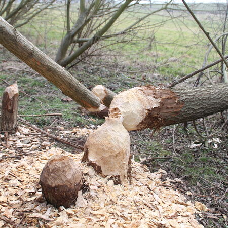 Biberfrassspuren an einem Baum