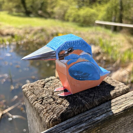 Falttier Eisvogel