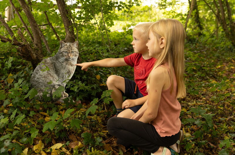 Kinder haben die Figur einer Wildkatze im Wald gefunden