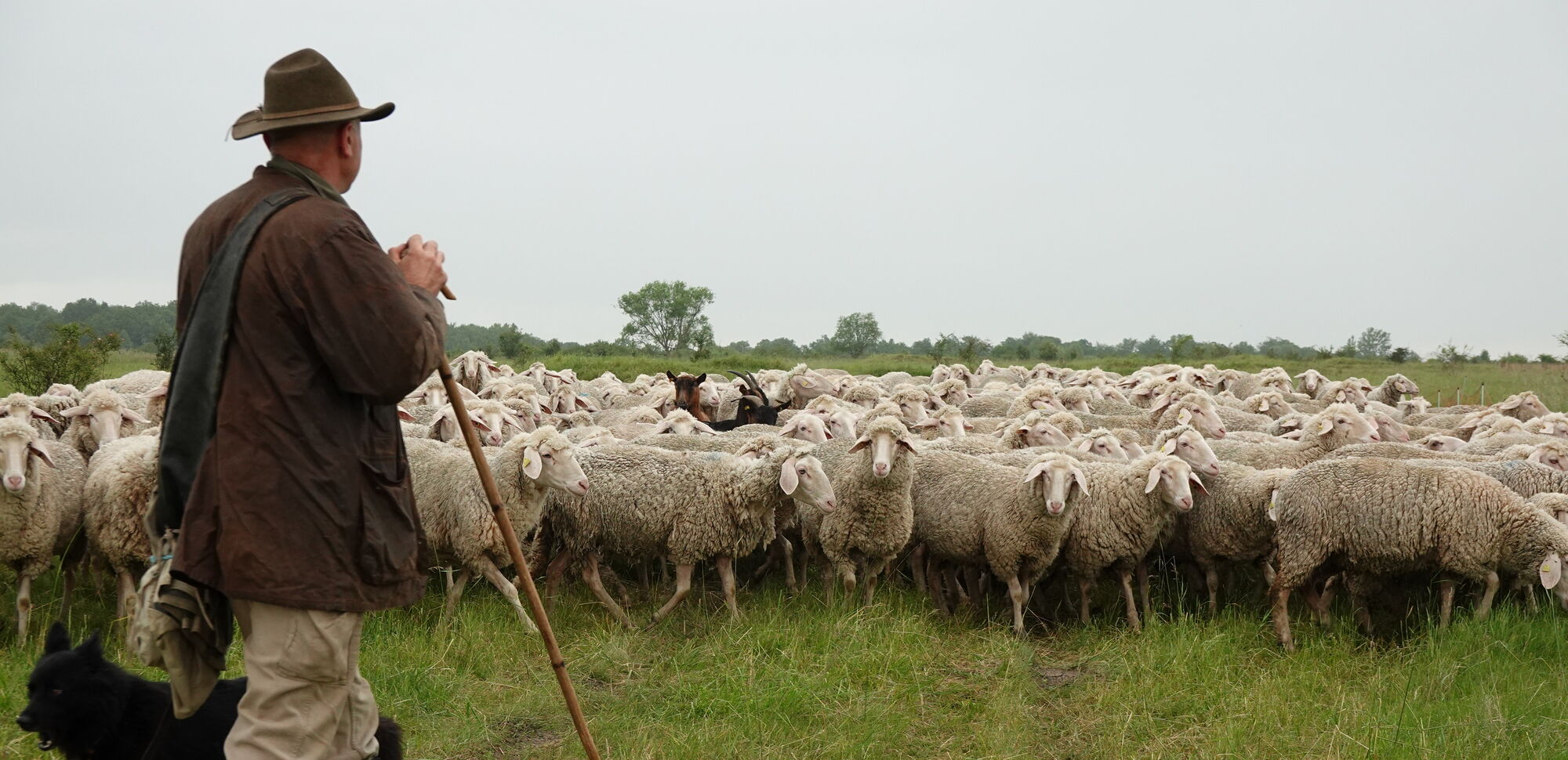 Schäfer mit Hund und Schafen bei der Landschaftspflege im Hainich